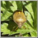 Holcostethus vernalis - Baumwanze 02.jpg